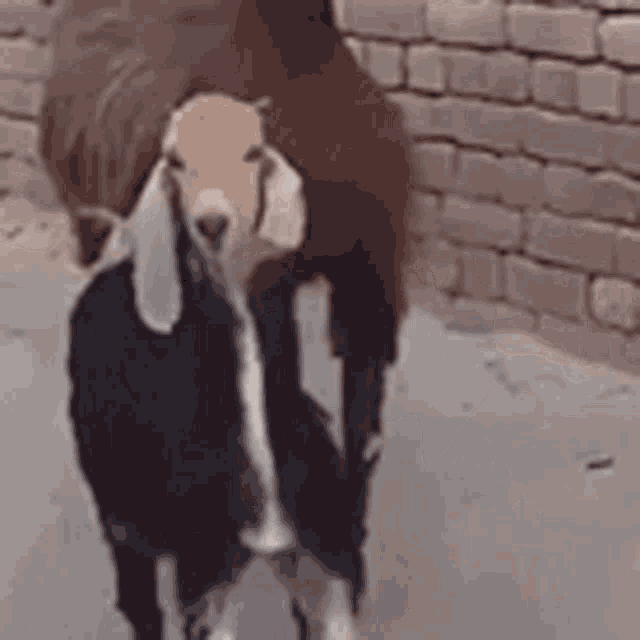 Goat Dance GIF - Goat Dance Walk GIFs