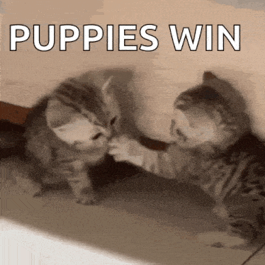 two kittens are playing with each other and the words puppies win are above them