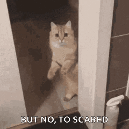 a cat is standing in a doorway with the words `` but no , to scared '' written below it .