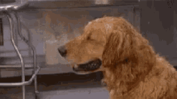 a dog is licking a roll of toilet paper on its nose .