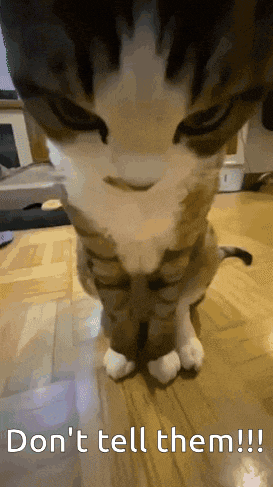 a cat sitting on a wooden floor with the words " don 't tell them " written below it