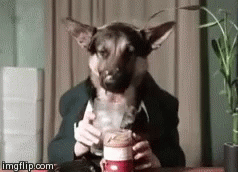 Dogs Drink GIF - Dogs Drink GIFs