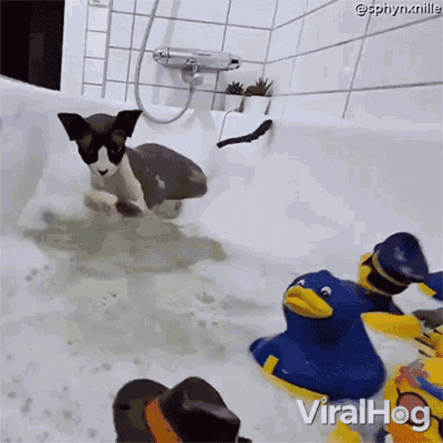 Playing With Water Viralhog GIF - Playing With Water Viralhog Taking A Bath GIFs