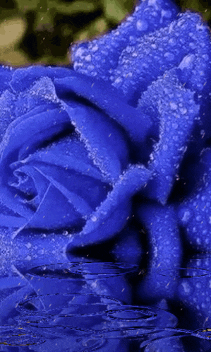 a blue rose with water drops on it is floating in the water