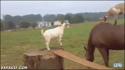 Goats. GIF - Horse Goat Ride GIFs