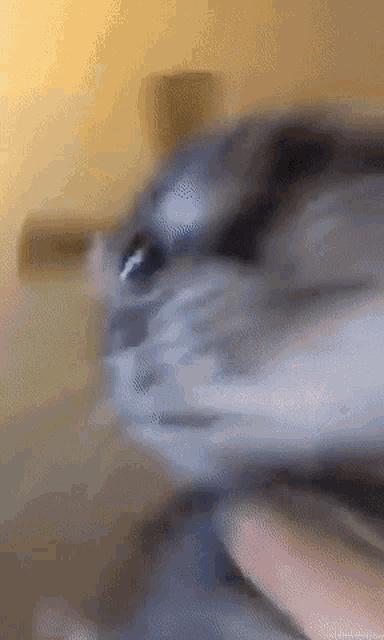 a blurry picture of a person holding a cat 's head