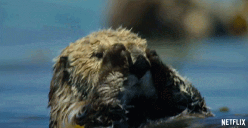 Otter Facewash GIF - Otter Facewash Cute GIFs