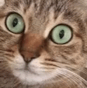 Woah Cat GIF - Woah Cat Pupils GIFs