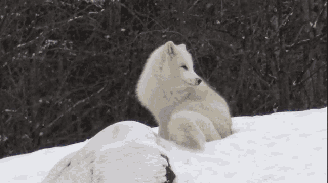 a white wolf is sitting on a snowy hill