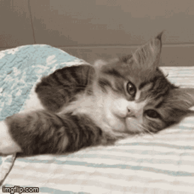 Cat Lazy GIF - Cat Lazy Cute GIFs