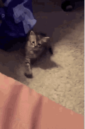 a kitten is laying on a carpet next to a bag of diapers .