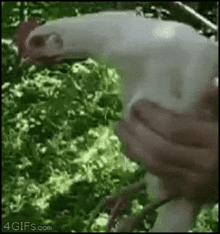 a person is holding a chicken in their hands in a forest .