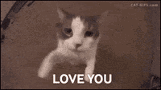 a cat is peeking out of a box and saying i love you