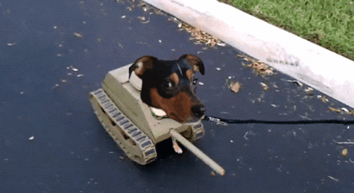a dog on a leash is wearing a toy tank