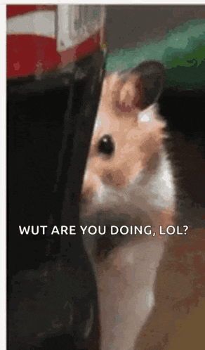 a hamster is peeking out of a box and says wut are you doing lol