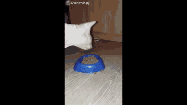 a cat is eating from a blue bowl on the floor .