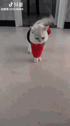 Cat Fun GIF - Cat Fun Schnappi GIFs