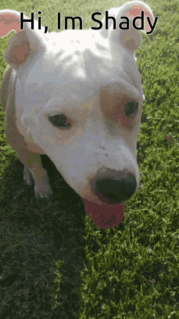a white dog standing in the grass with the words hi im shady below it