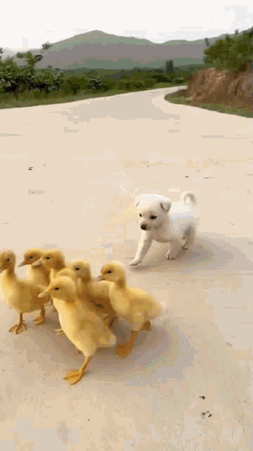Duck Ducky GIF - Duck Ducky Puppy GIFs