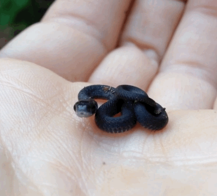 Cutest Snake Ever! GIF - Snakes Snake Baby Snake GIFs