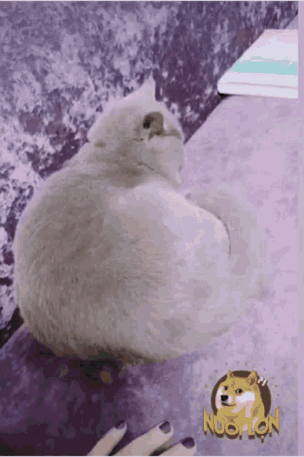 a picture of a doge with the word nuoi lon on it