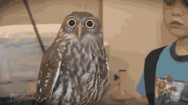 Owl Owl Fkashbeck GIF - Owl Owl Fkashbeck GIFs