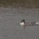 Gazelle Swimming GIF - Gazelle Swimming Escape GIFs
