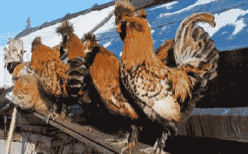 a group of chickens standing on top of a wooden fence