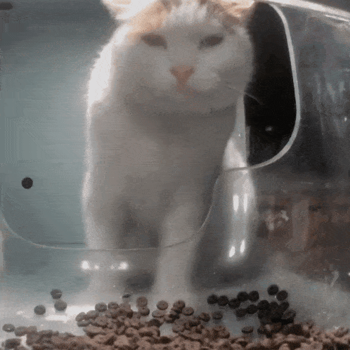 a white cat is standing in a clear plastic container filled with dog food