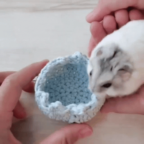 Hamster Cute GIF - Hamster Cute Animal GIFs