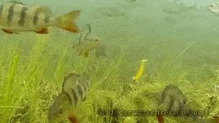 Fish Eating GIF - Fish Eating Im Out GIFs
