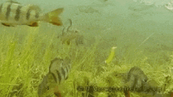 a couple of fish are swimming in the water with the website underwater-ireland.com