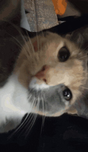 Squid Cat Cat Blink GIF - Squid Cat Cat Blink Cat Stare GIFs