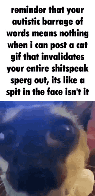 a picture of a cat with the words reminder that your autistic barrage of words means nothing