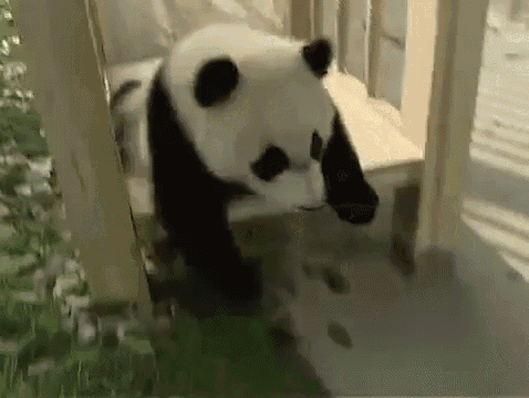 Pandas Sliding! GIF - Pandaslide Cute Play GIFs