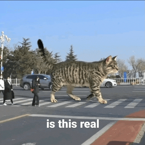 a cat is walking across a street with the words is this real written below it