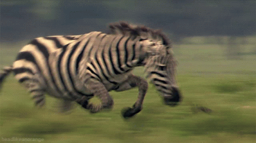 Zebra Chasing GIF - Zebra Chasing I Am GIFs