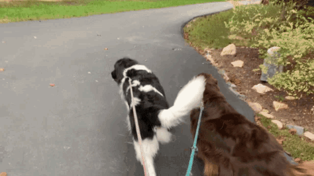 two dogs on leashes walking down a path