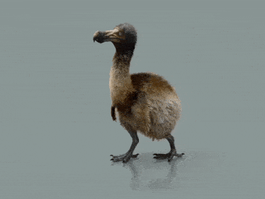 Dodo Walking GIF - Dodo Walking Bird GIFs