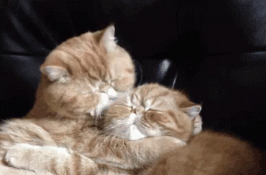 Cat Hug GIF - Cat Hug Snuggle GIFs