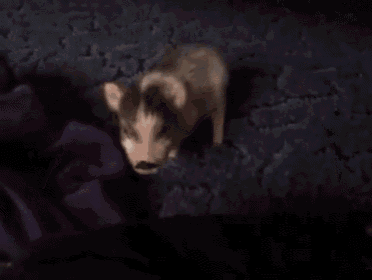 Say Hola To Isabel GIF - Pig Teacup Pig Happy GIFs