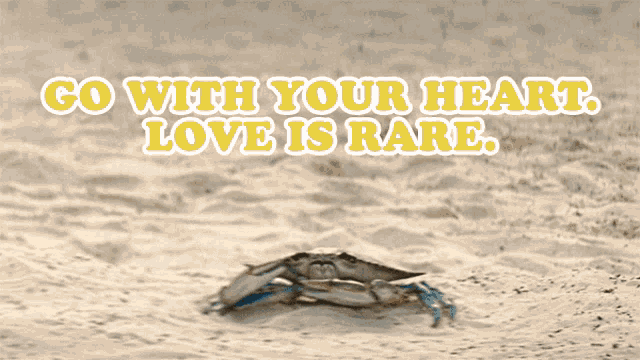 Go With Your Heart Love Is Rare Crab GIF - Go With Your Heart Love Is Rare Crab Barb And Star Go To Vista Del Mar GIFs