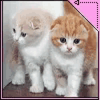 two kittens are standing next to each other on a wooden floor .