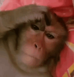 Monkey Thinking Monkey Scratching Head GIF - Monkey Thinking Monkey Scratching Head GIFs
