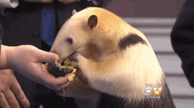 a person is feeding a small animal a piece of food with the number 8 on it