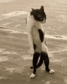 Dancing Cat GIF - Dancing Cat Move GIFs