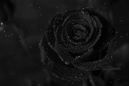 Dark Rose GIF - Dark Rose Rain GIFs