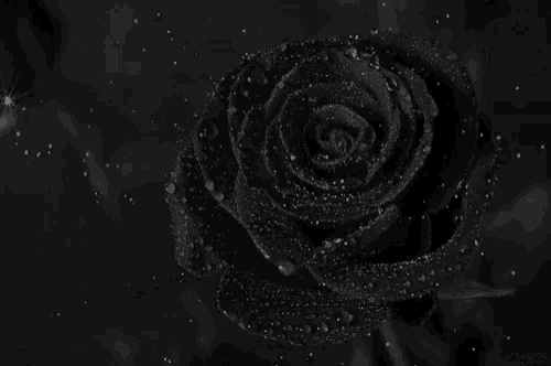 a black rose is surrounded by water drops and stars