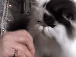 Cute Cat GIF - Cute Cat Grooming GIFs