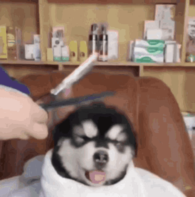 Walajuku Walajukuevans GIF - Walajuku Walajukuevans Dog At Barber GIFs